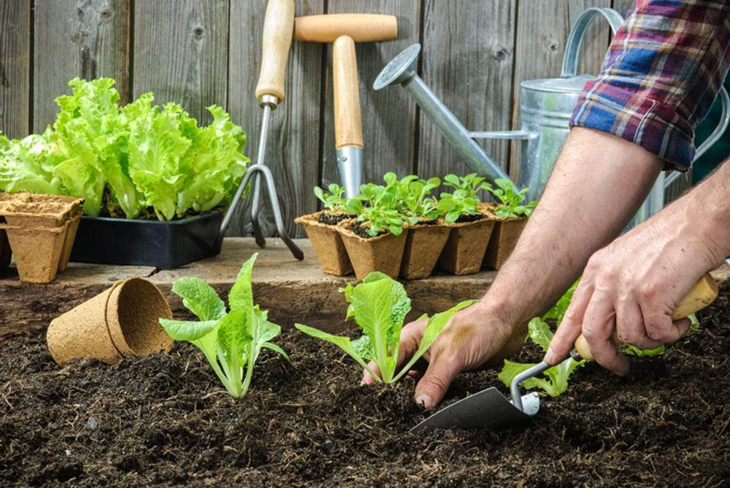 13 Ways to Implement Water Conservation in Your Garden - PlushBeds