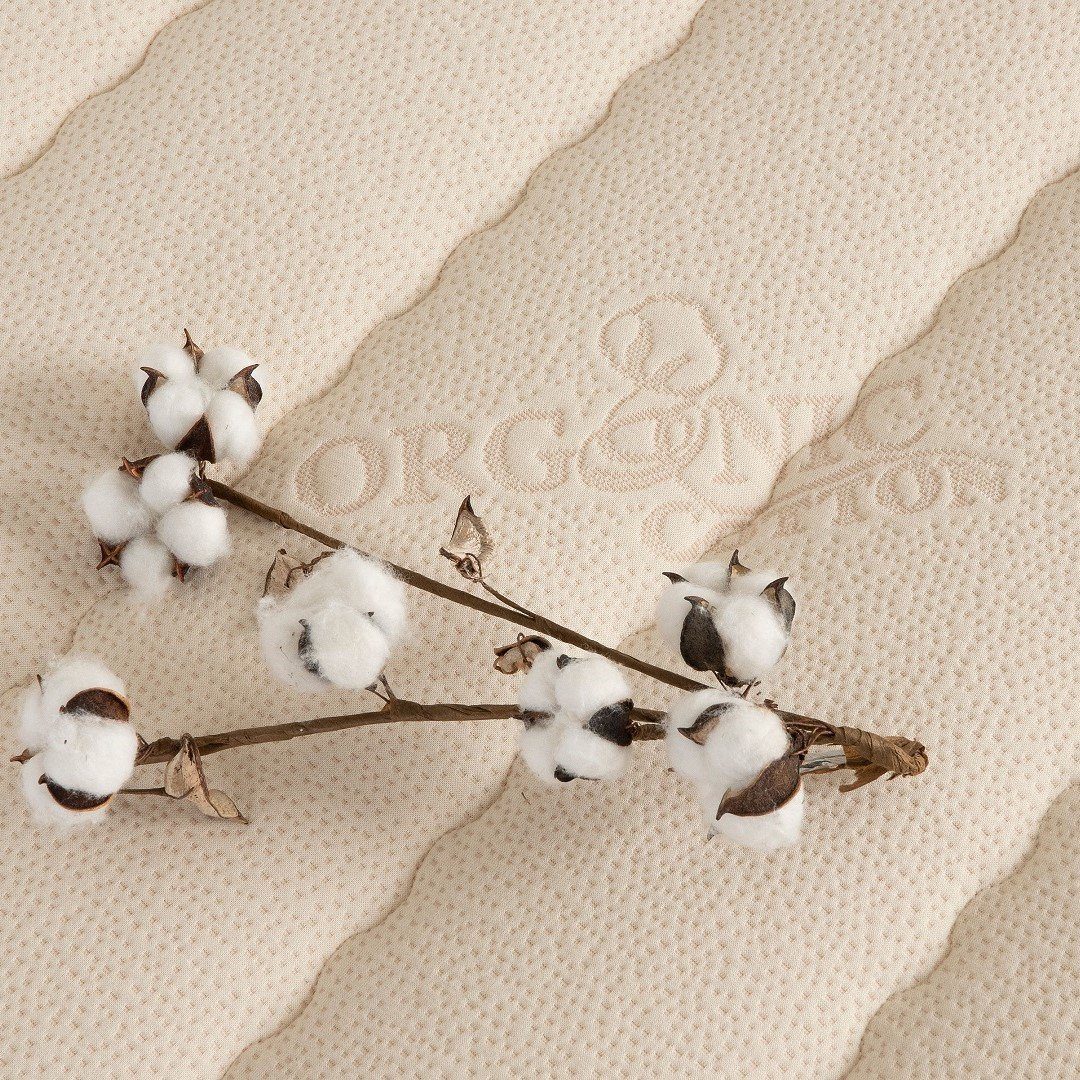 organic cotton plant