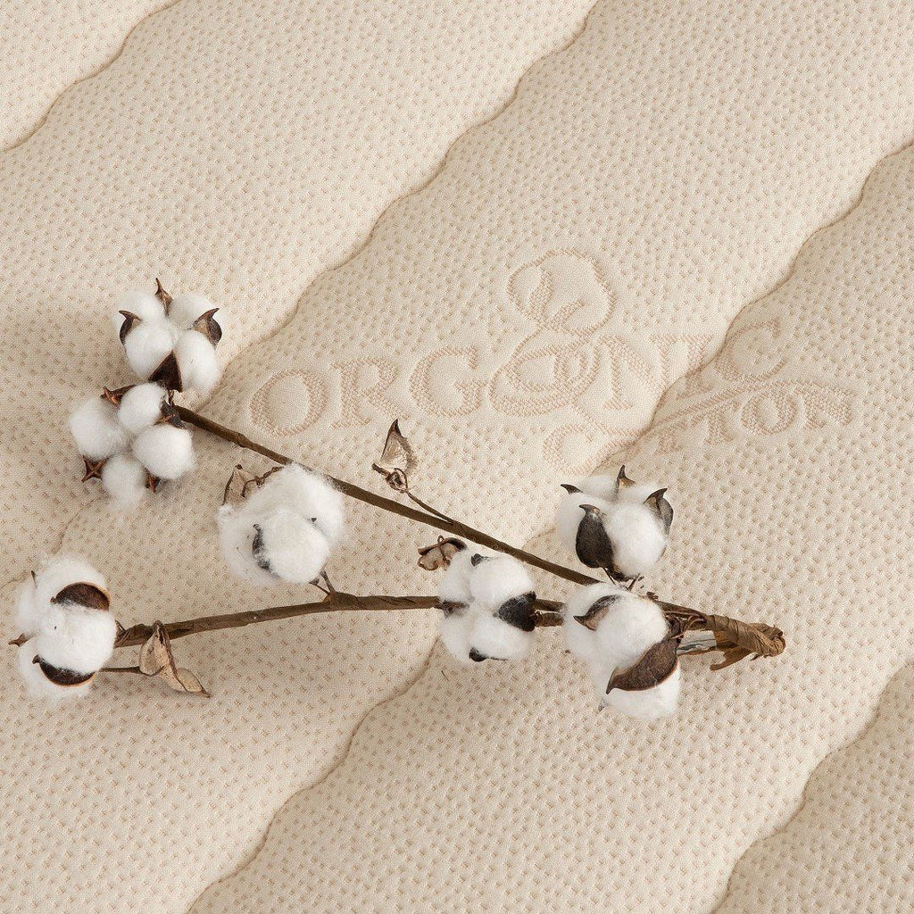 organic cotton plant