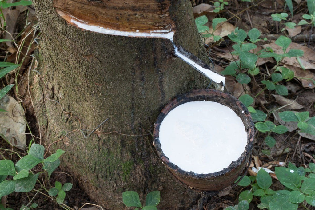 para rubber tree being tapped for latex liquid