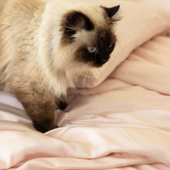 Organic Bamboo Sateen Pillowcase Set - PlushBeds